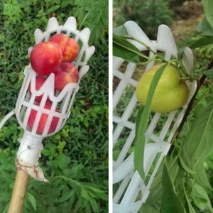 Mango Picker Fruit Harvester Tool