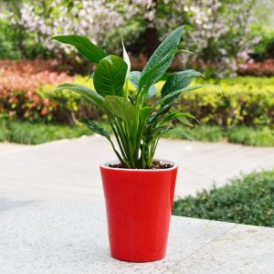 Self-Watering Plant Pot Garden Vase